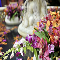 Floral Detail By Photographer Cathi Milanes